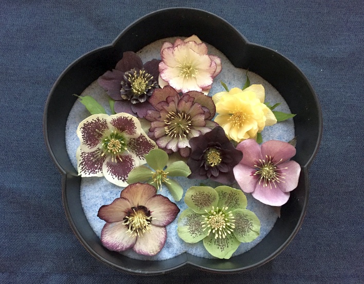 クリスマスローズとドライフラワーの世界の写真