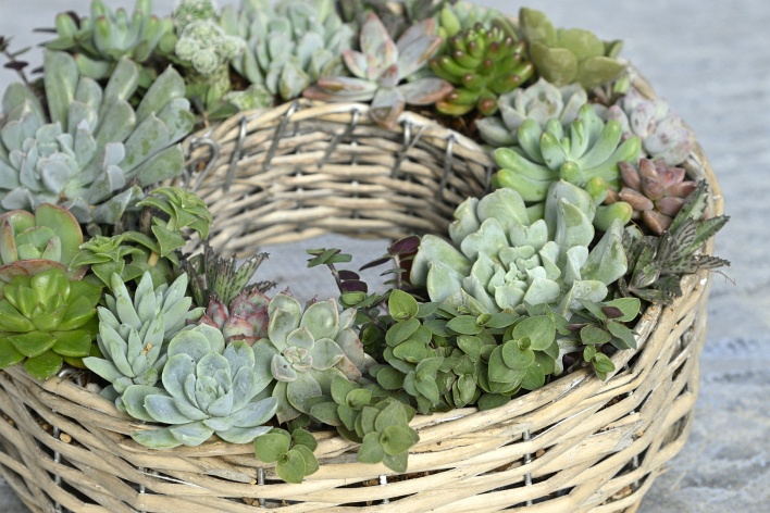 多肉植物寄植え体験の画像