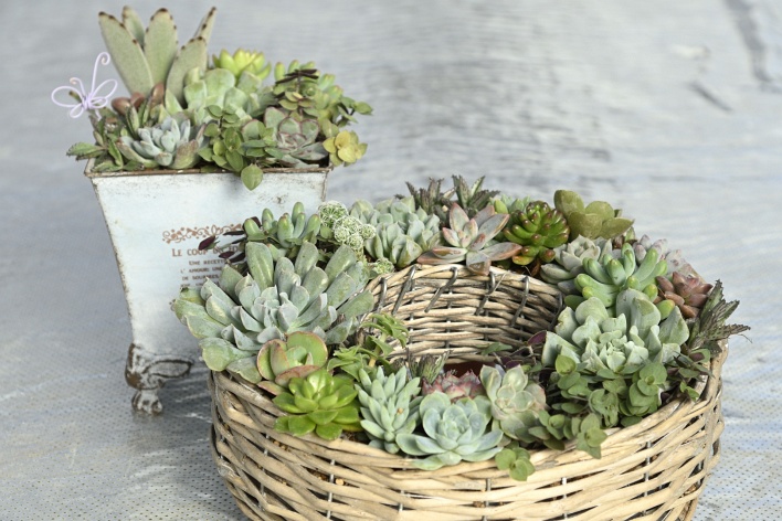 多肉植物、ページトップの画像