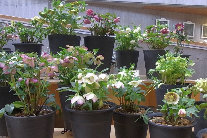 クリスマスローズの画像