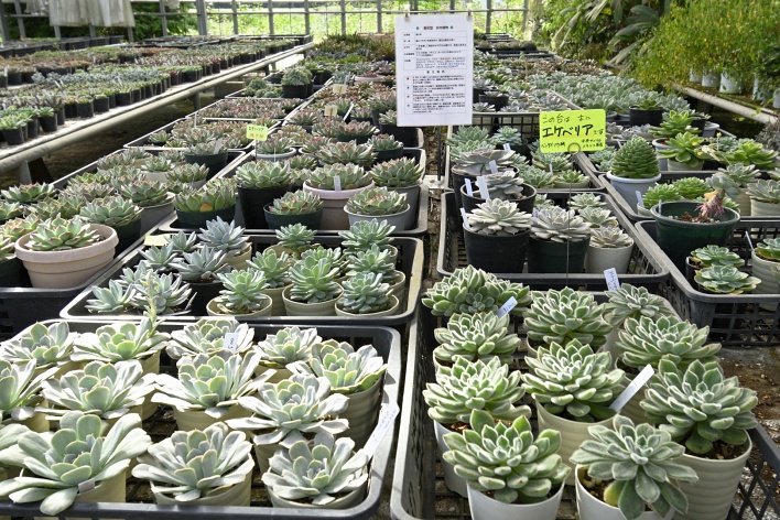 多肉植物、ページトップの画像