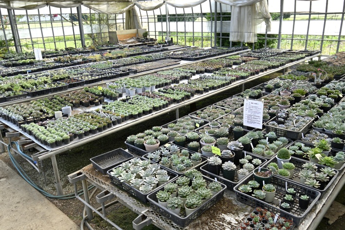 多肉植物の画像