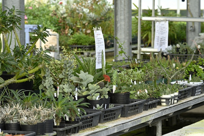 多肉植物、ページトップの画像