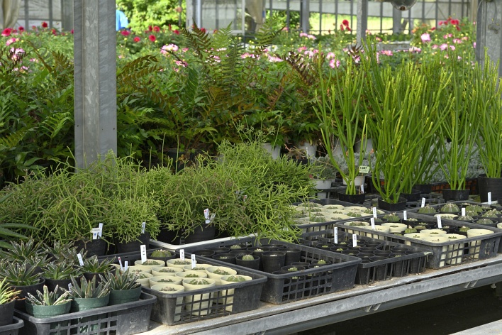 多肉植物、ページトップの画像