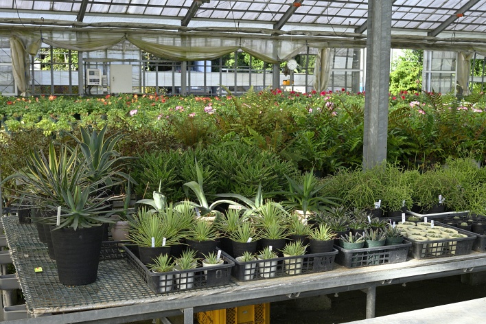 多肉植物、ページトップの画像