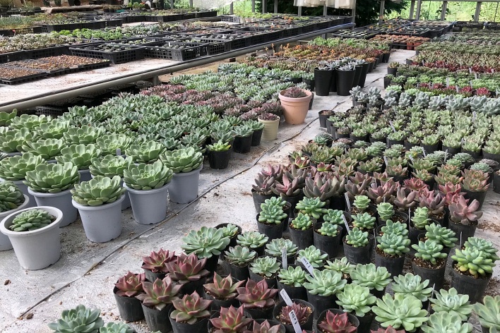 多肉植物、ページトップの画像