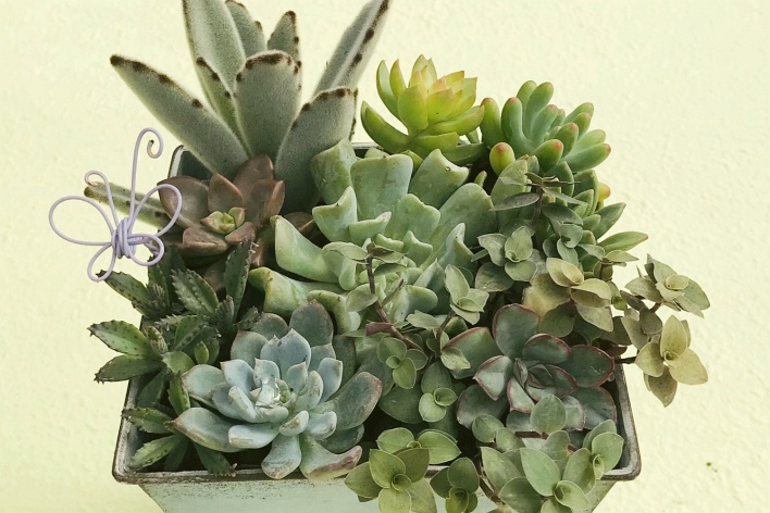 多肉植物、ページトップの画像