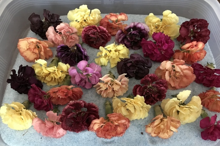 ドライフラワー教室、ページトップの画像