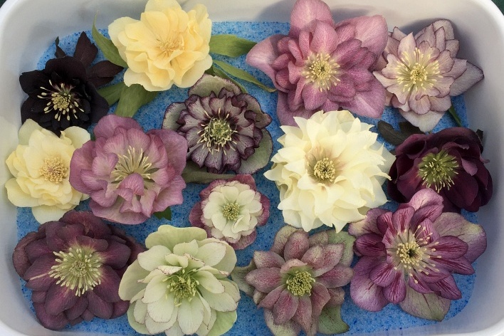 ドライフラワー教室、ページトップの画像